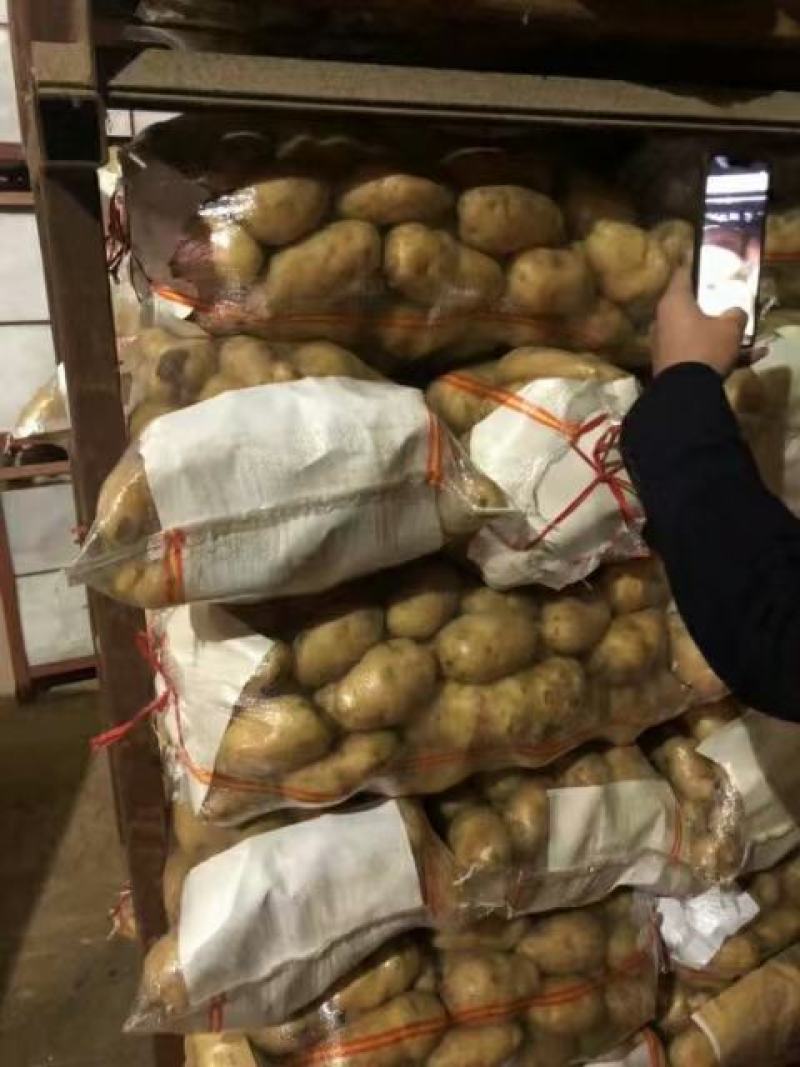 荷兰十五土豆2两以上通货冷库土豆货源充足