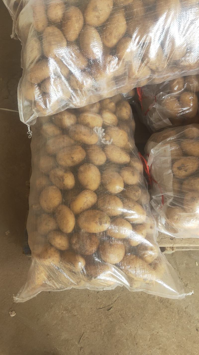 荷兰十五土豆2两以上通货冷库土豆货源充足
