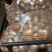 荷兰十五土豆2两以上通货冷库土豆货源充足