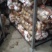 荷兰十五土豆2两以上通货冷库土豆货源充足