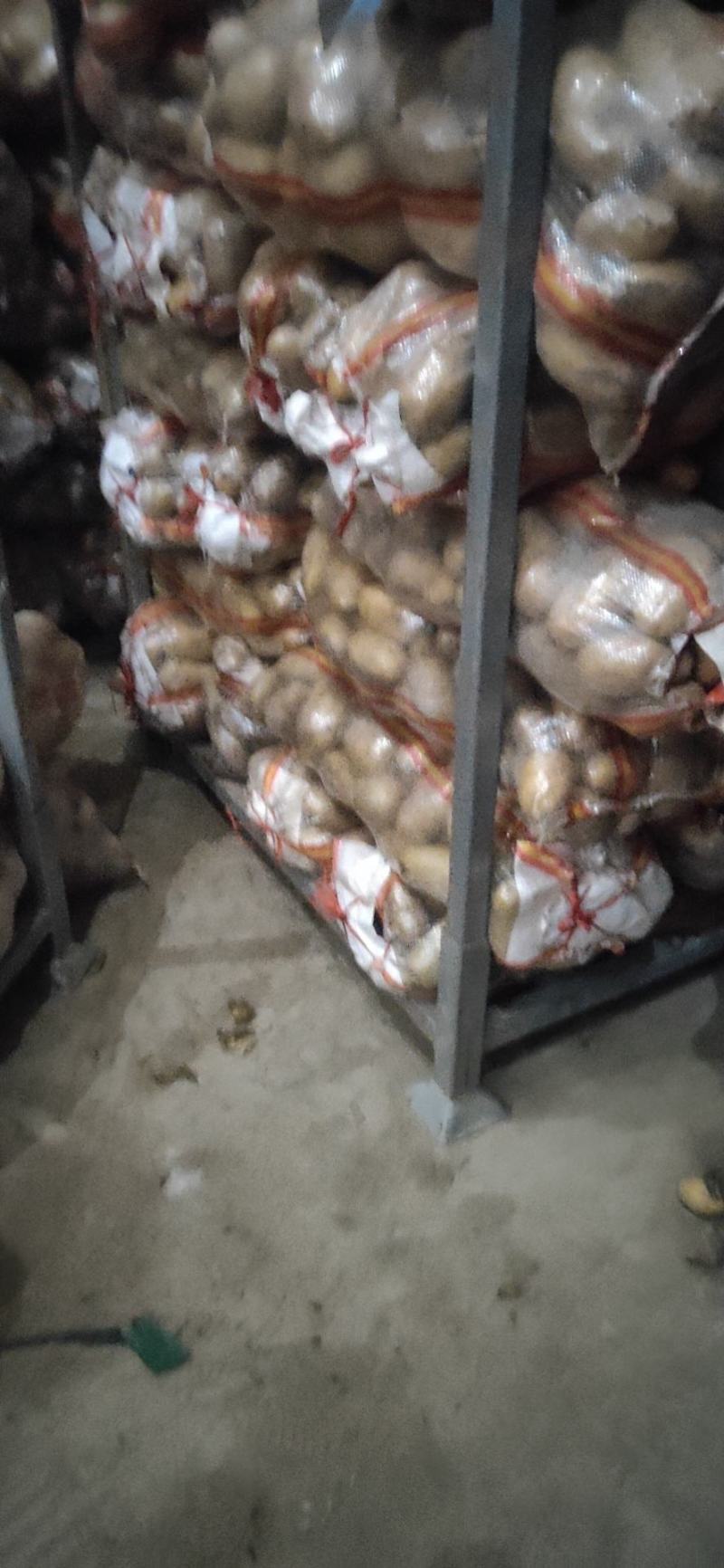 荷兰十五土豆2两以上通货冷库土豆货源充足