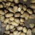 荷兰十五土豆2两以上通货冷库土豆货源充足
