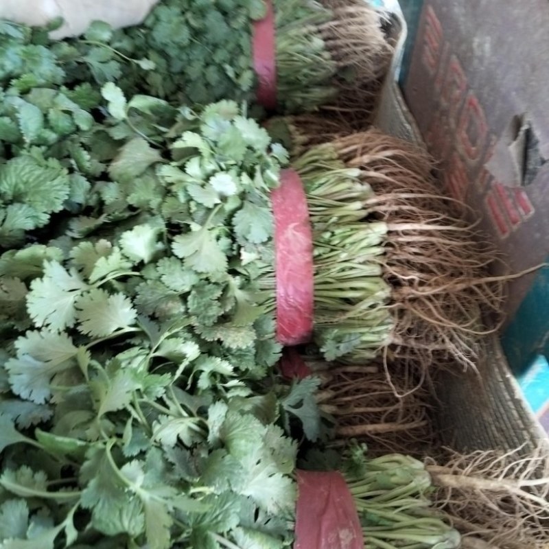 河南滑县大棚精品大叶香菜，上市中。望各位老板前来合作