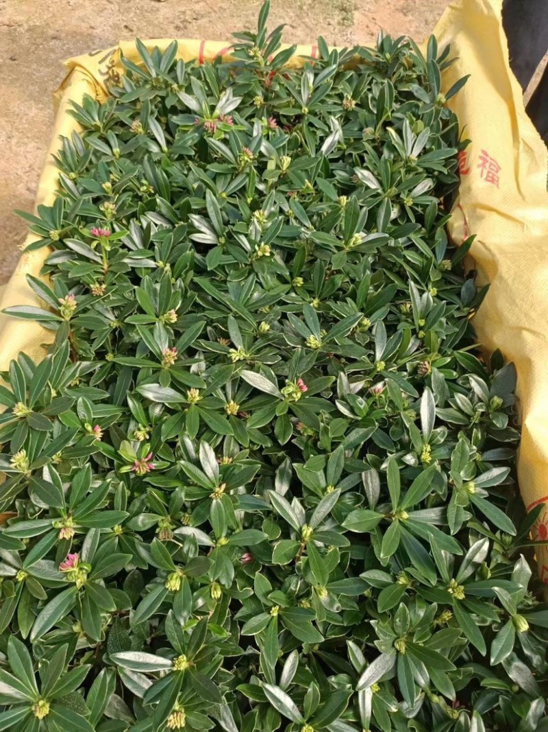 金边瑞香，花开飘香，福建龙岩永福基地直销