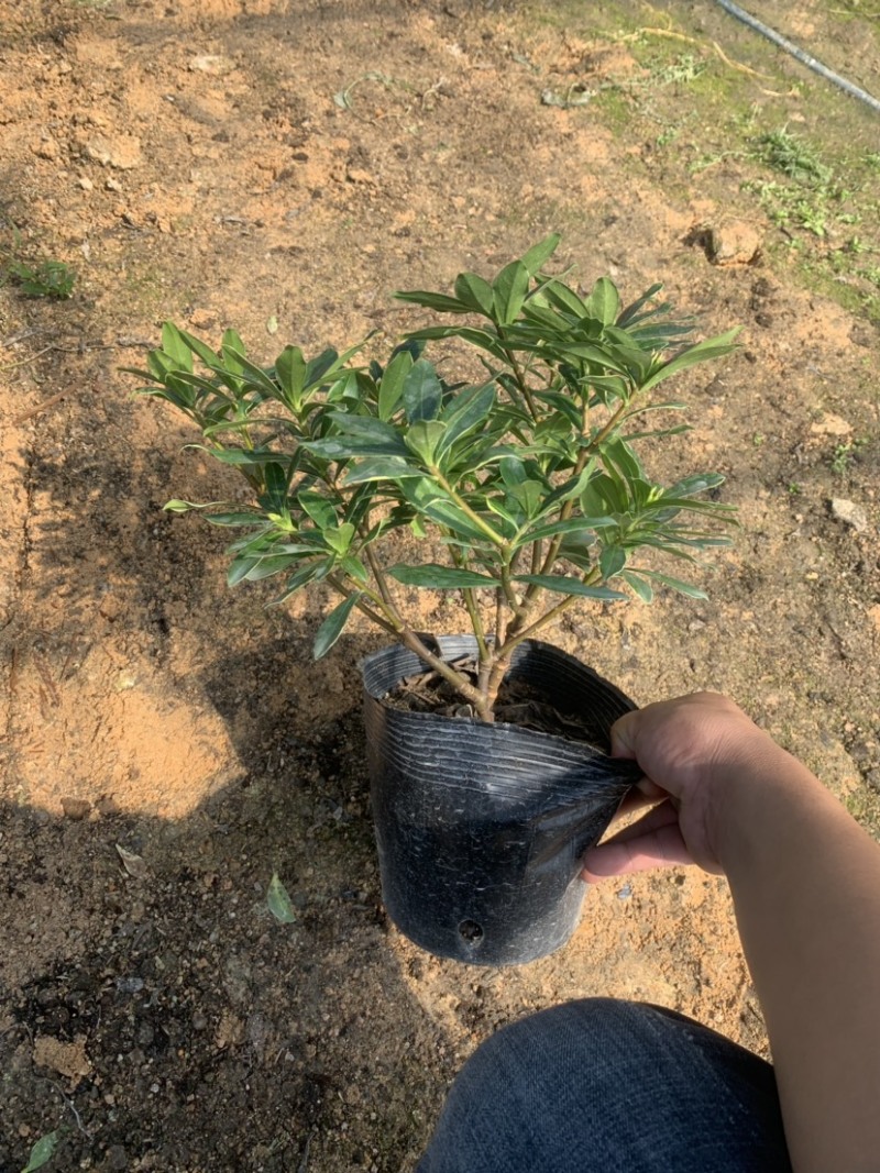 金边瑞香，花开飘香，福建龙岩永福基地直销
