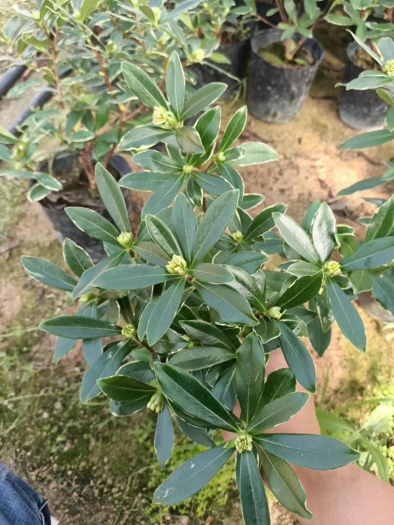金边瑞香，花开飘香，福建龙岩永福基地直销