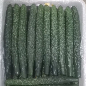 福建大棚青瓜，量大，价优，运输方便，