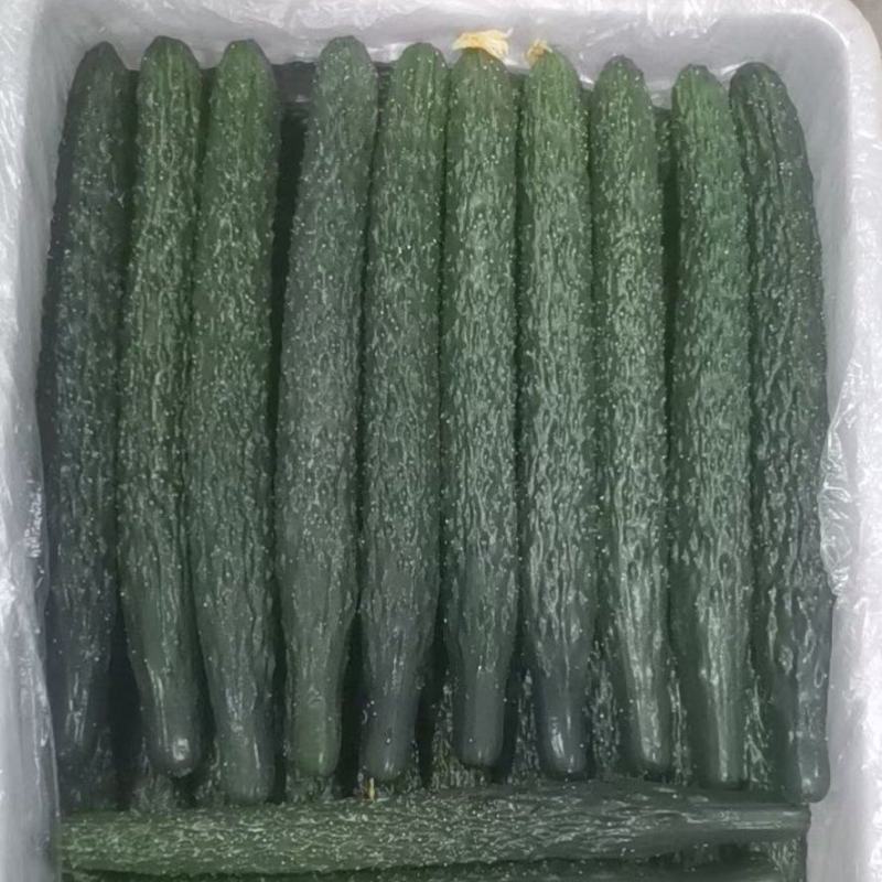 福建大棚青瓜，量大，价优，运输方便，