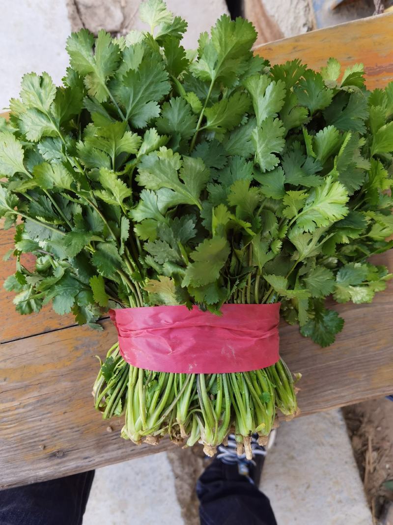 菠菜香菜掉价中