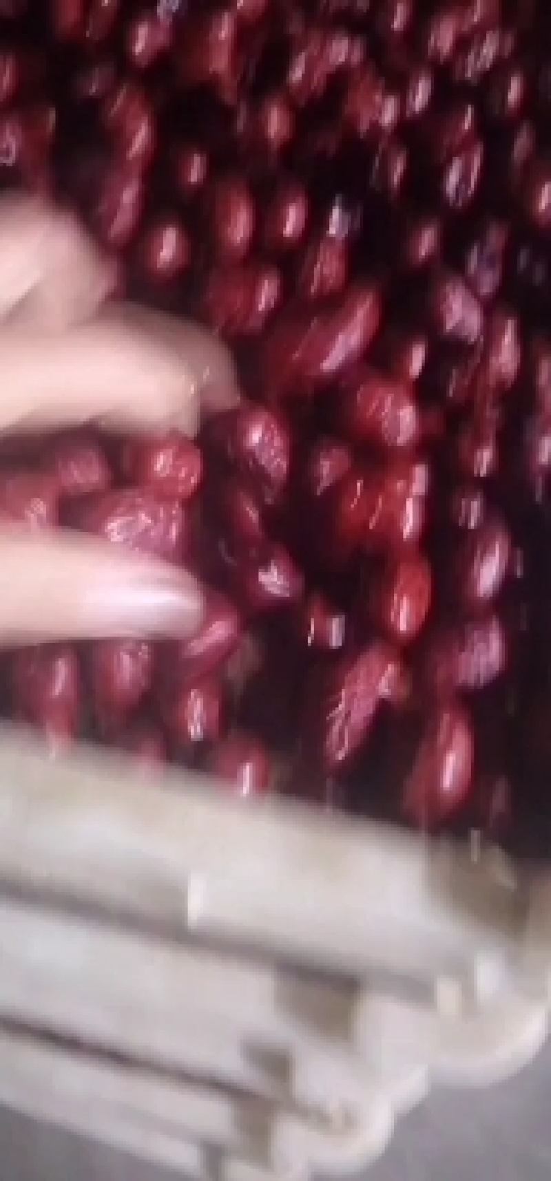 新疆大枣，又大又圆，肉质饱满，口感香甜，常吃红枣人不易老