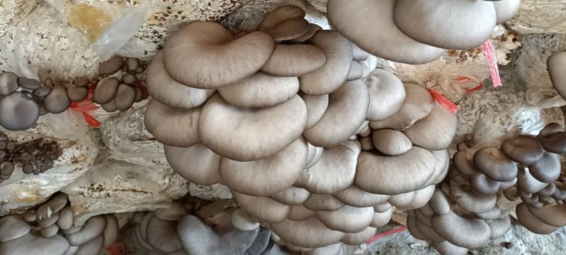 【菌棒】平菇菌棒厂家发货高产抗病包技术包售后供应全国