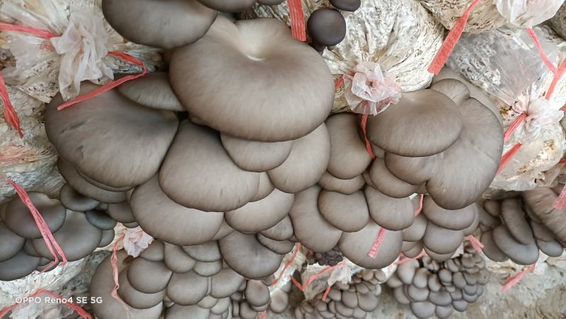 【菌棒】平菇菌棒厂家发货高产抗病包技术包售后供应全国