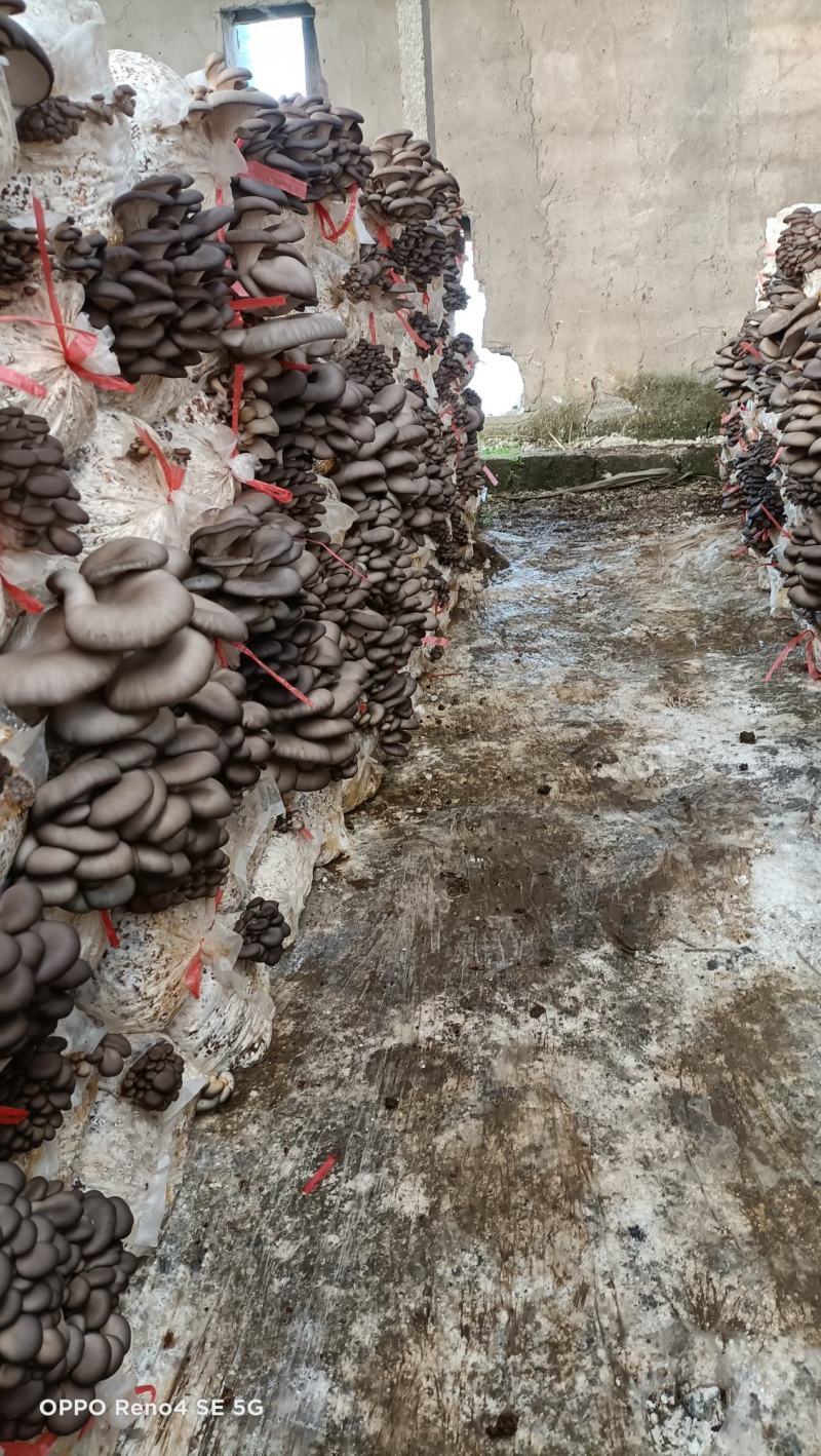 【菌棒】平菇菌棒厂家发货高产抗病包技术包售后供应全国