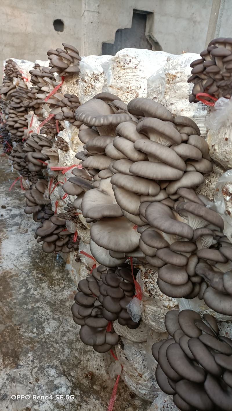【菌棒】平菇菌棒厂家发货高产抗病包技术包售后供应全国