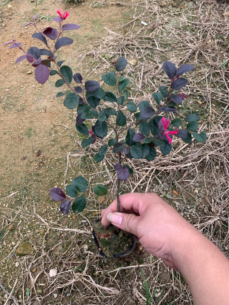 红花继木，红继木，绿化苗，福建龙岩永福基地直销