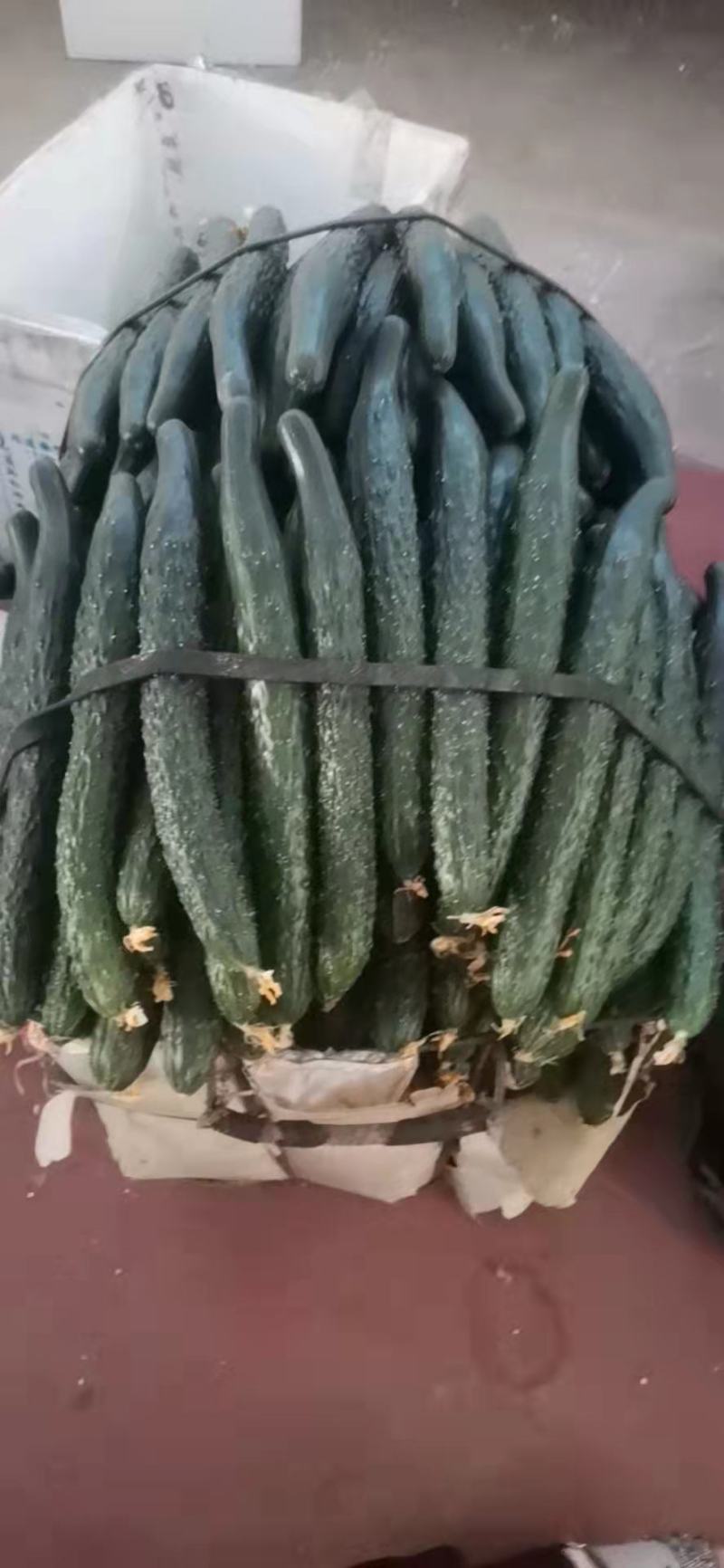 福建大棚青瓜，量大，价优，运输方便，