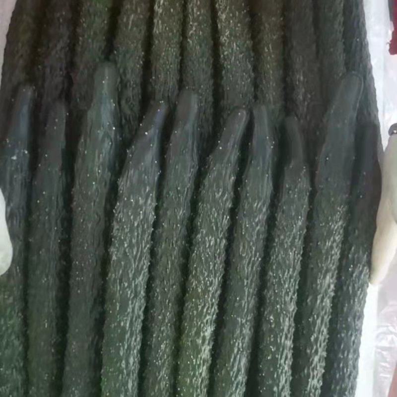 福建大棚青瓜，量大，价优，运输方便，
