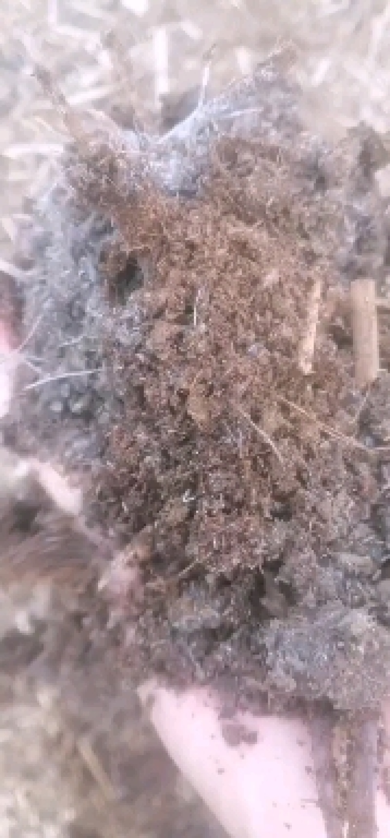 发酵羊粪，质量保证，适用于各种瓜果蔬菜，全国发货需要的联