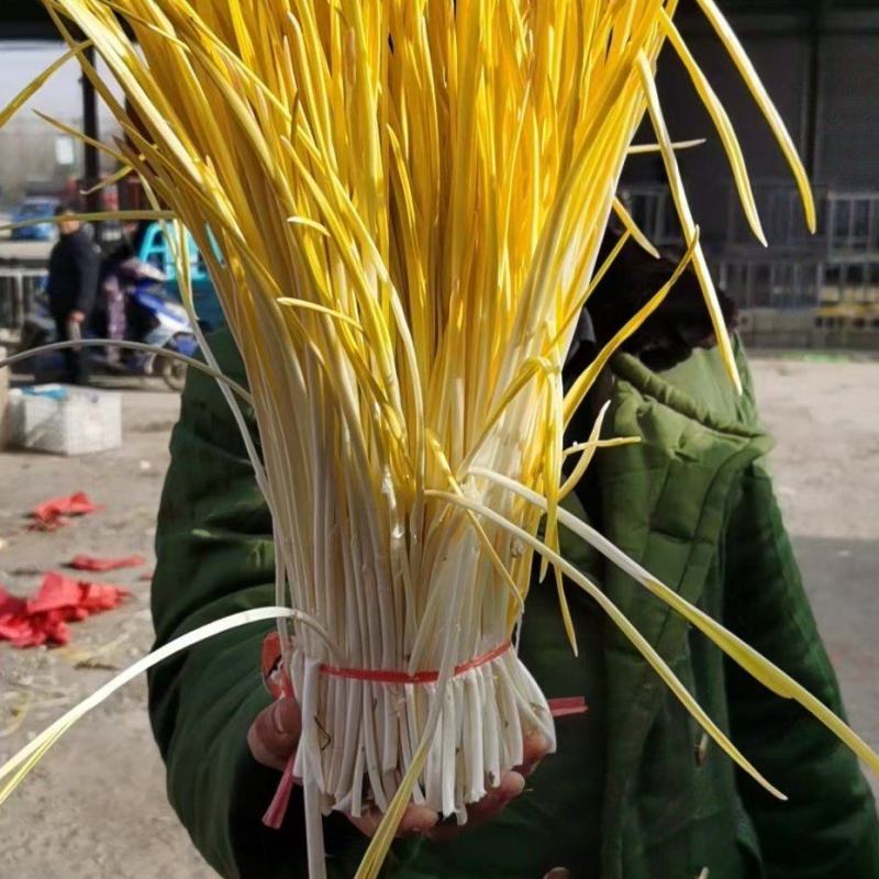 精品蒜黄，一手货源，大量上市中。。。。。。