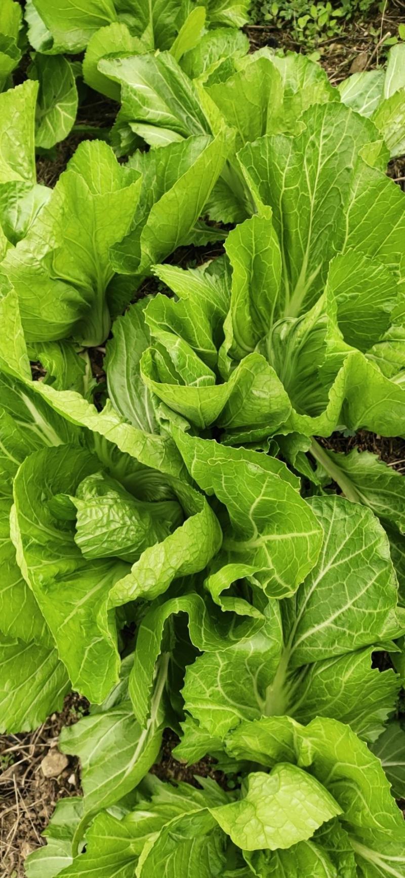 【千亩基地】优质特大芥菜产地直供全国发货商超品质蔬菜量大