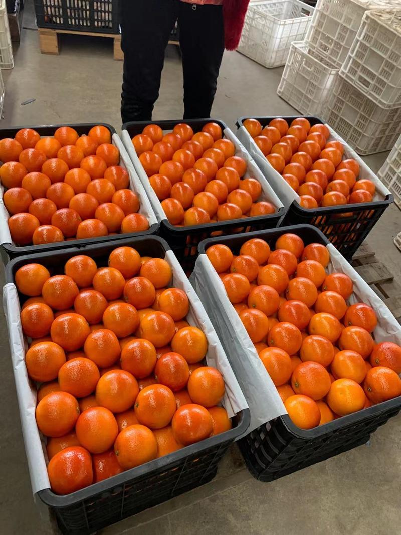 资中塔罗科血橙，产地直供，对接电商货，市场货，社区团购