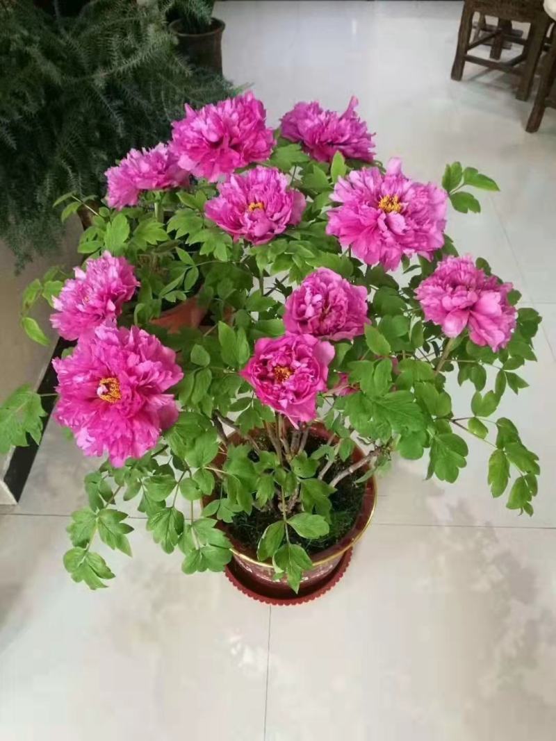 精品催花牡丹，基地直销欢迎选购，！！！！！