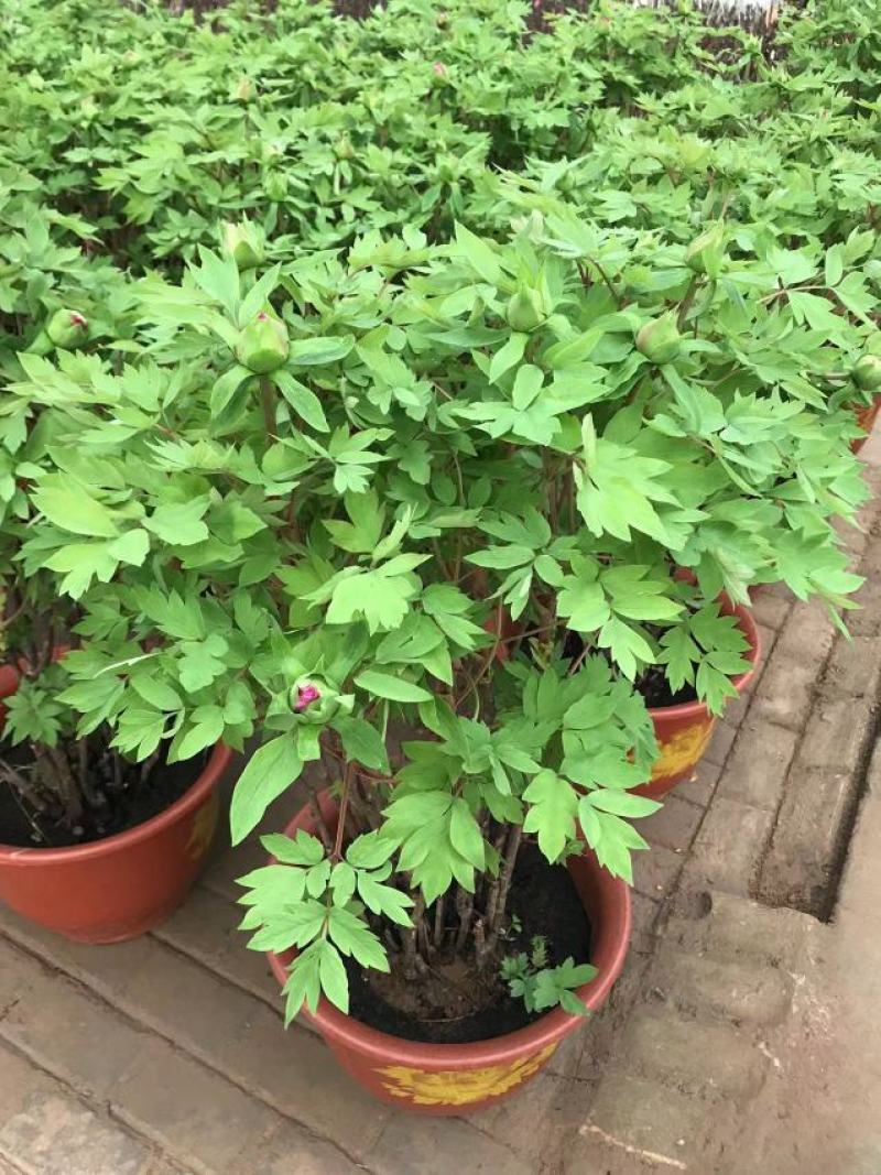 精品催花牡丹，基地直销欢迎选购，！！！！！