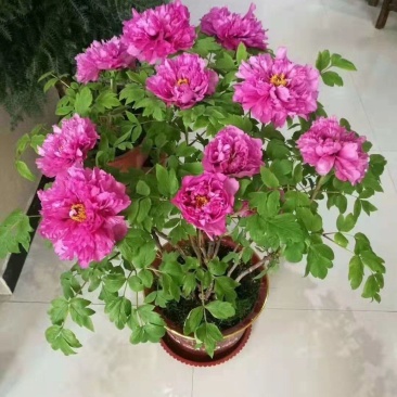 精品催花牡丹，基地直销欢迎选购，！！！！！