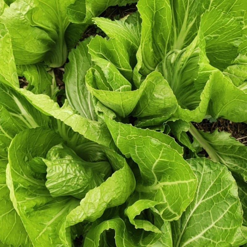 【千亩基地】优质特大芥菜产地直供全国发货商超品质蔬菜量大