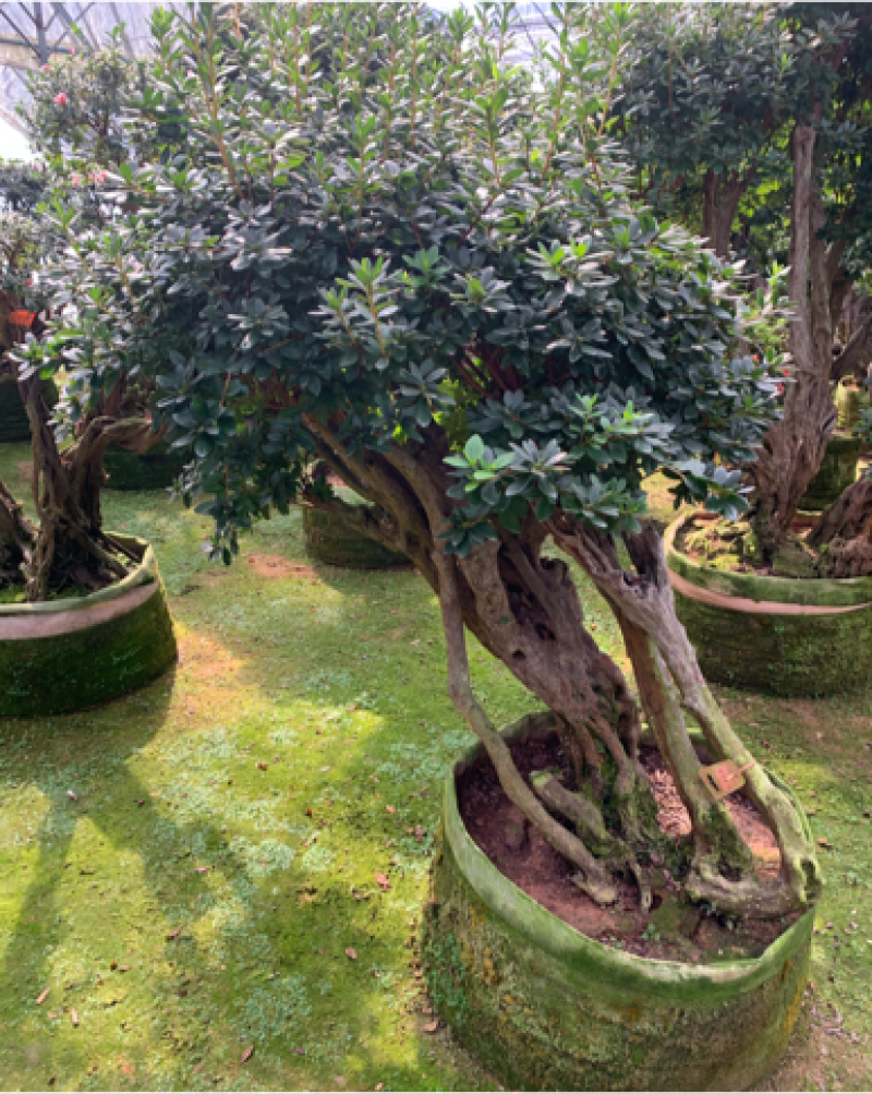 杜鹃树桩，绿化，造型，福建龙岩永福基地直销