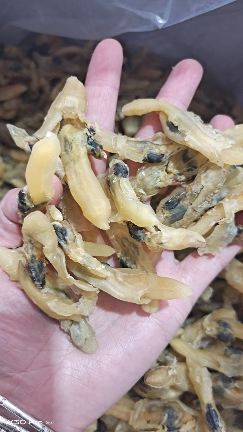 蛏子干，大量新货，干度好，淡干的不咸，无任何杂质，