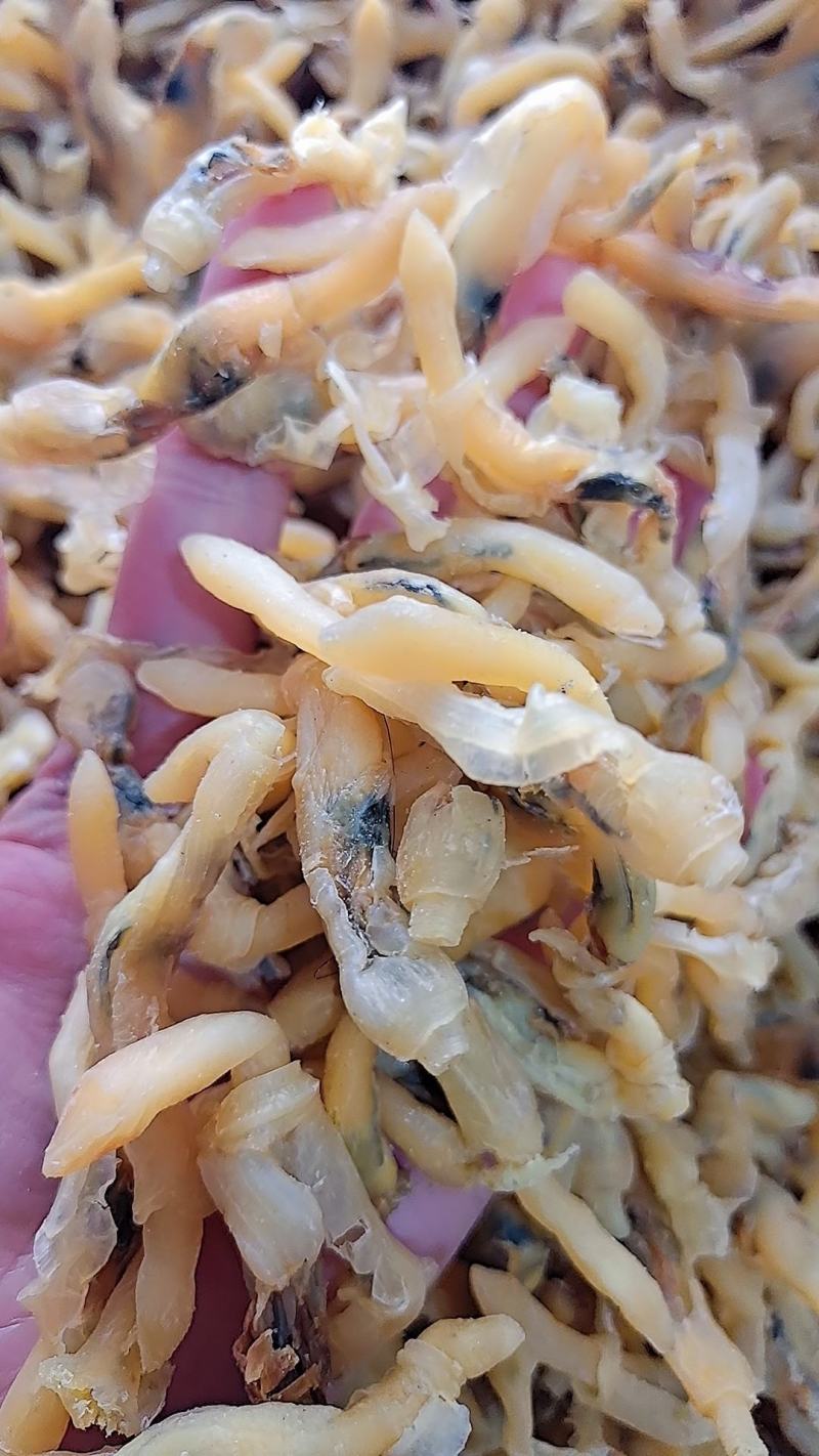 蛏子干，大量新货，干度好，淡干的不咸，无任何杂质，