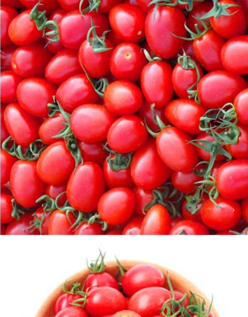 喜乐樱桃番茄种子，50粒