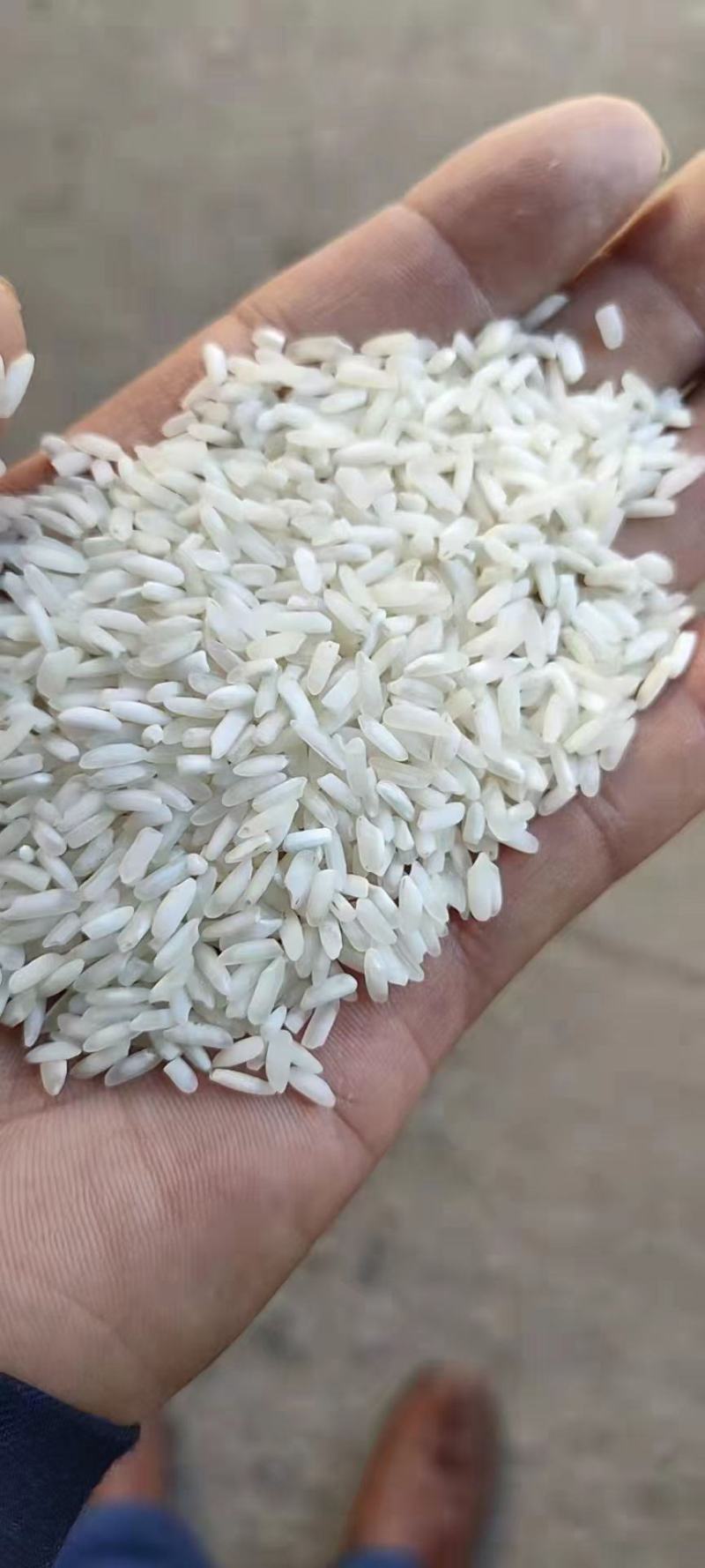湖南大米食堂专用米无黄无黑无异味大量现货保质保量