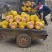 广西桂林恭城老树沙田柚包甜7年专业代办一条龙服务