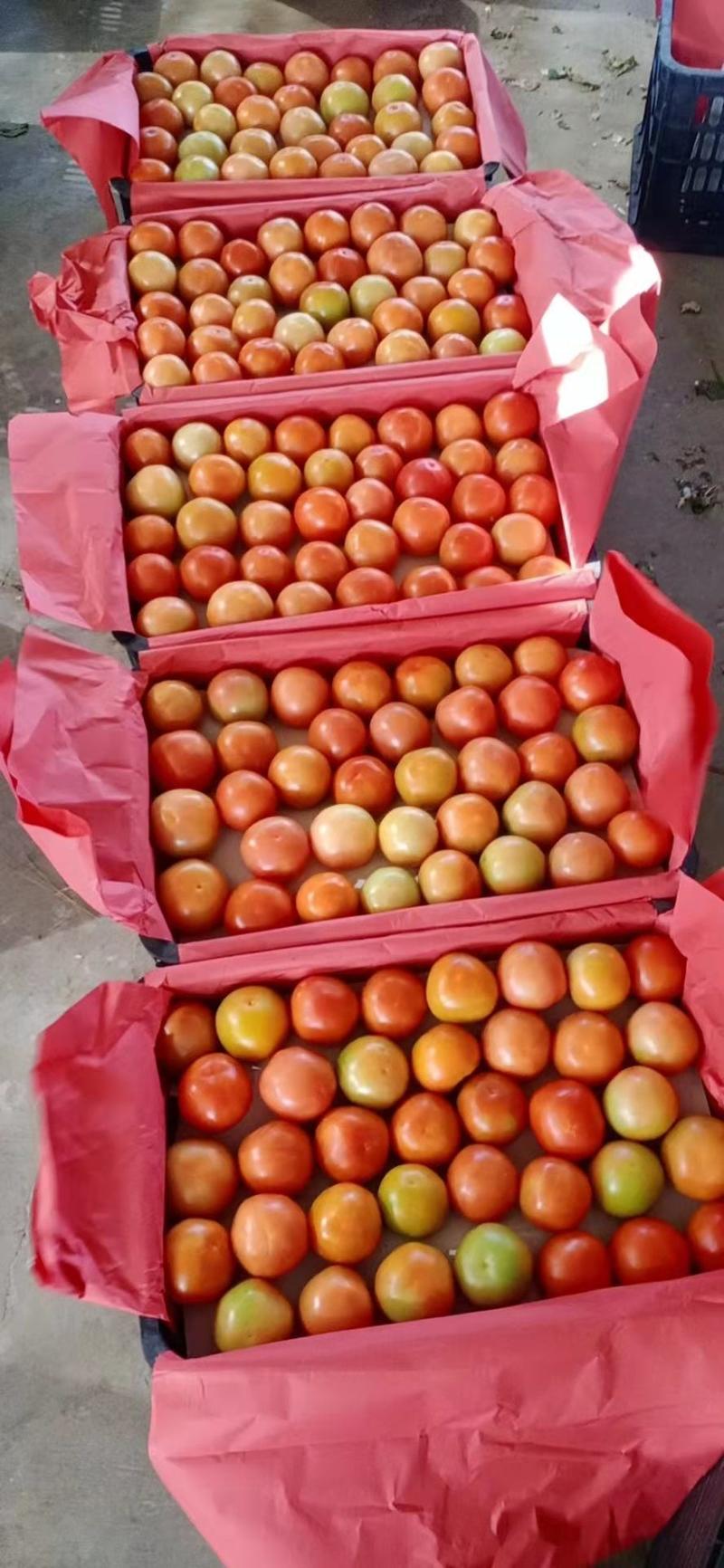 云南西红柿大量上市粉果石头果大红都大量有货
