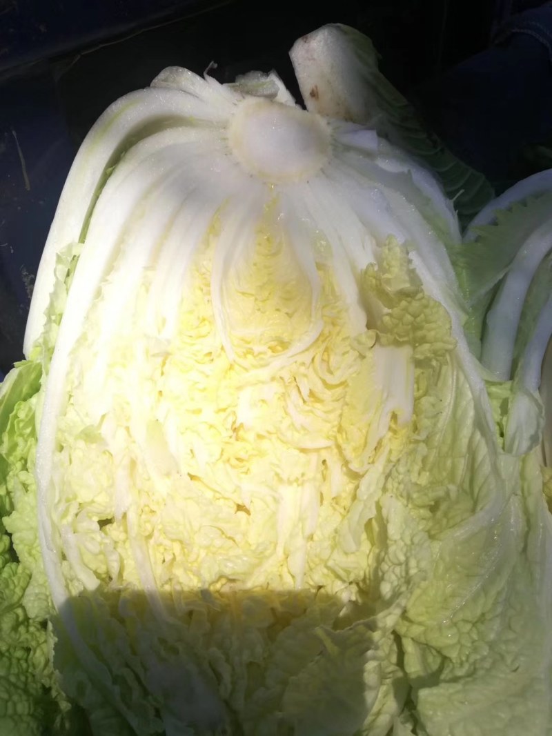 大白菜，净菜四至七斤，黄心，