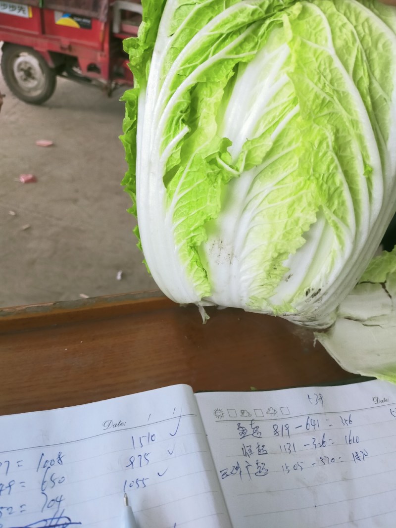 大白菜，净菜四至七斤，黄心，
