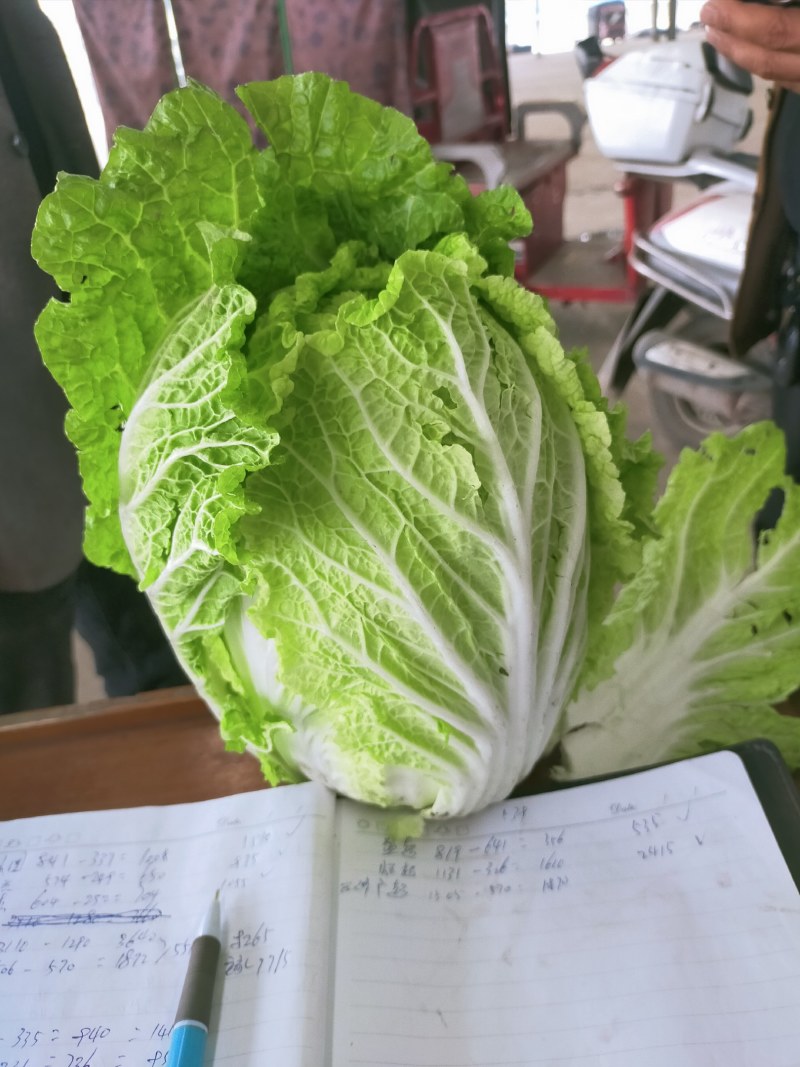 大白菜，净菜四至七斤，黄心，