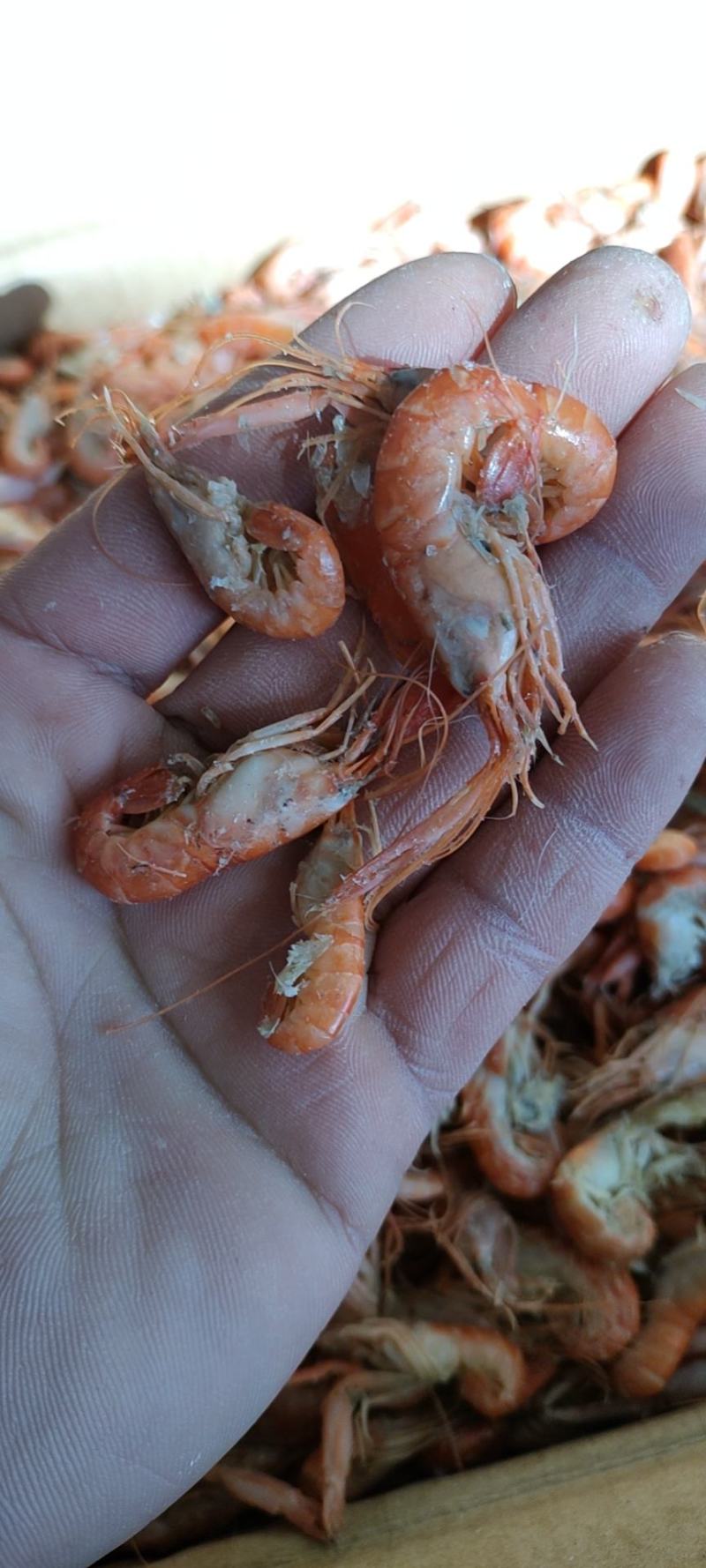 夹板虾嘎嘣虾狗虾脱腿虾