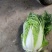 大白菜，净菜四至七斤，黄心，