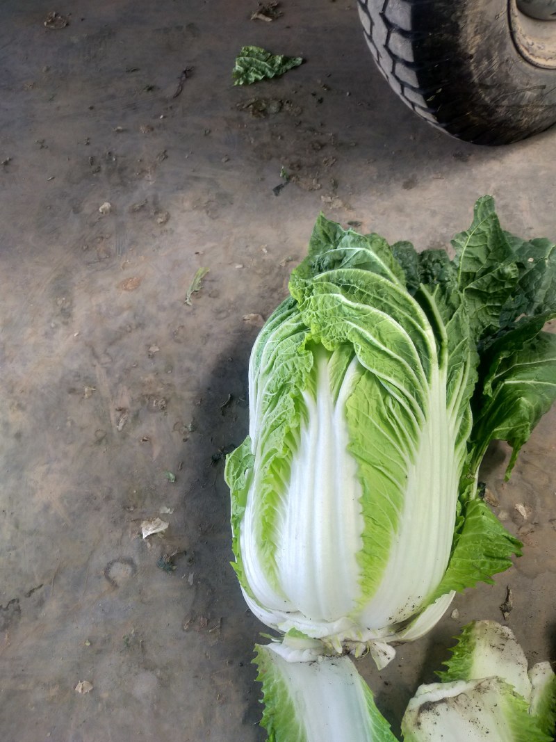 大白菜，净菜四至七斤，黄心，