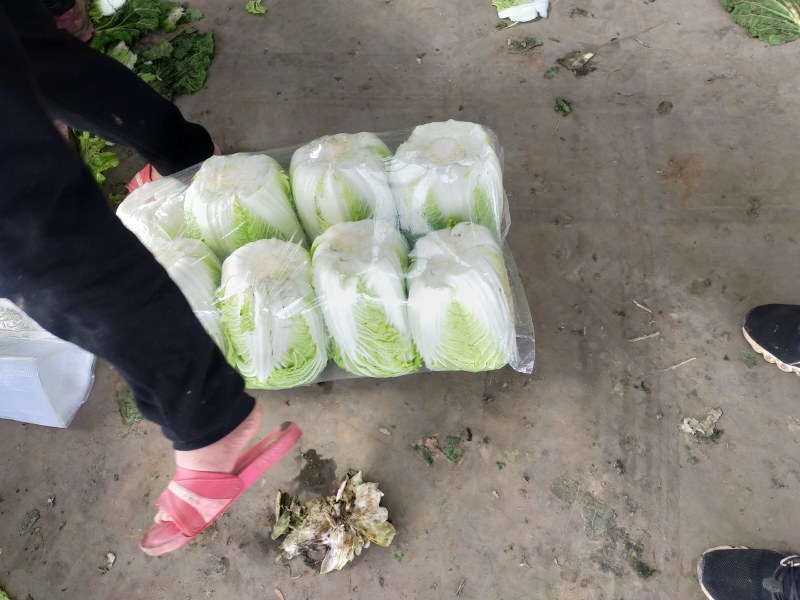 大白菜，净菜四至七斤，黄心，