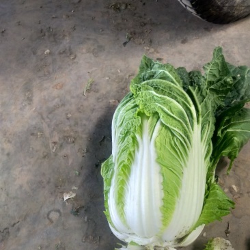 大白菜，净菜四至七斤，黄心，