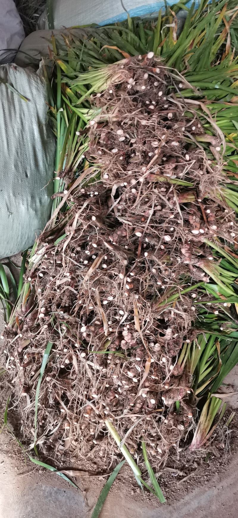 石菖蒲，产地湖北，5年优质石菖蒲