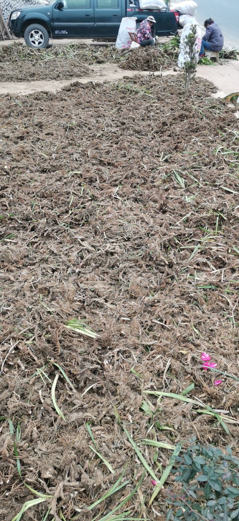 石菖蒲，产地湖北，5年优质石菖蒲