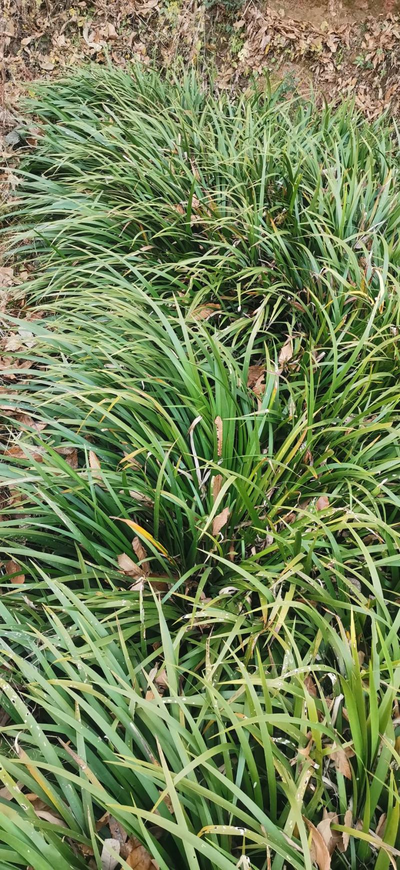 石菖蒲，产地湖北，5年优质石菖蒲