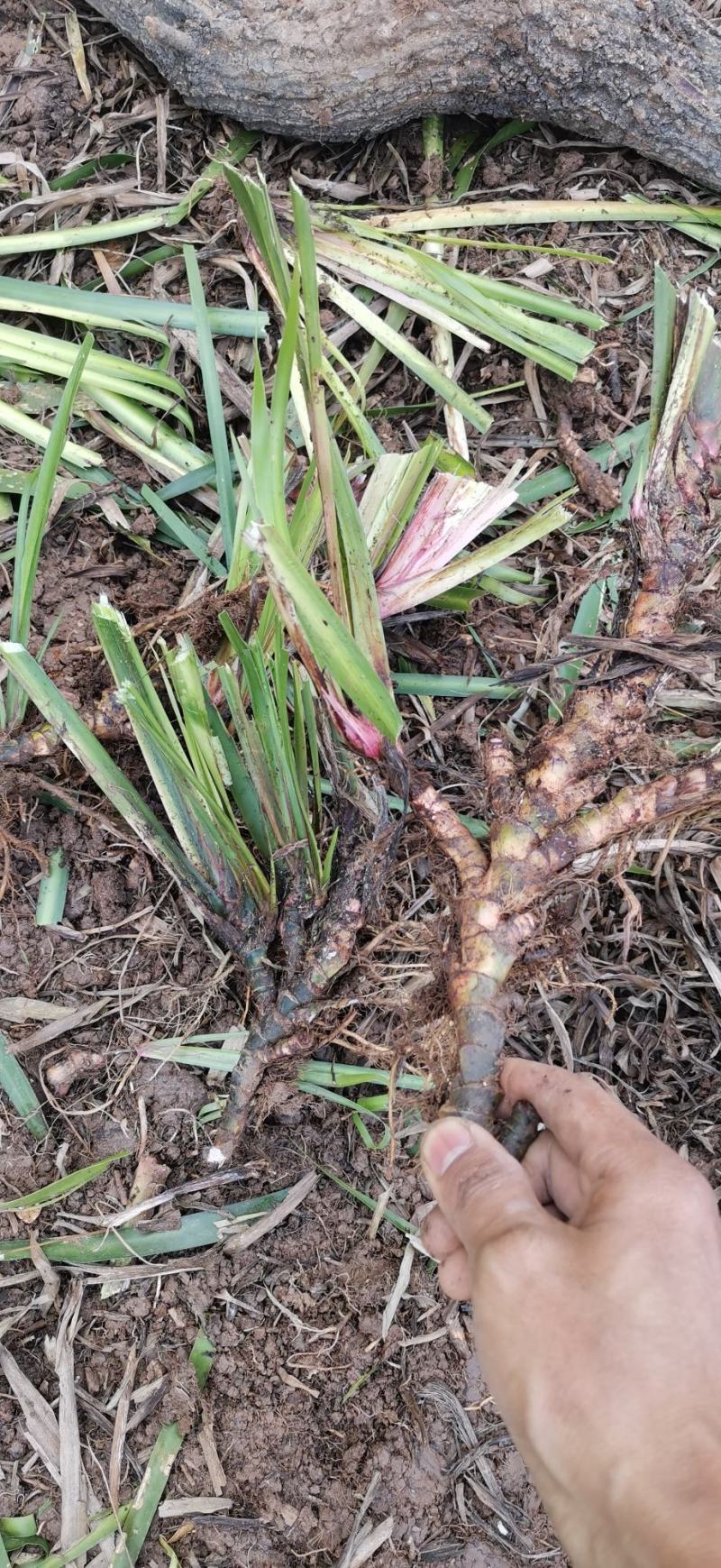 石菖蒲，产地湖北，5年优质石菖蒲