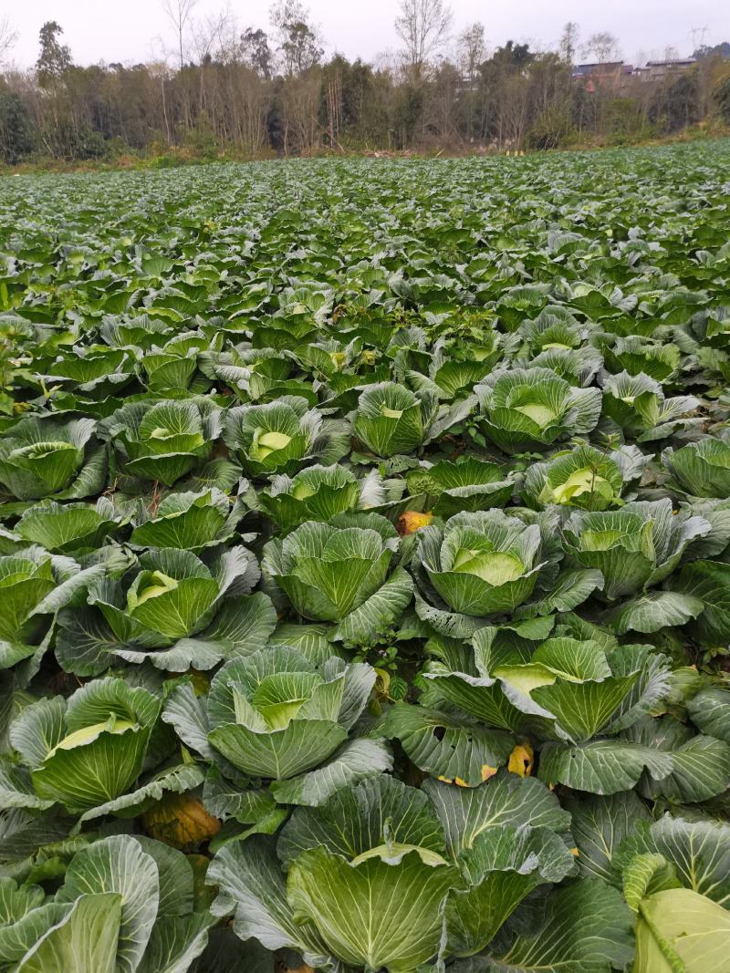 重庆潼南脆包菜，莲花白基地直供，量大从优欢迎咨询。