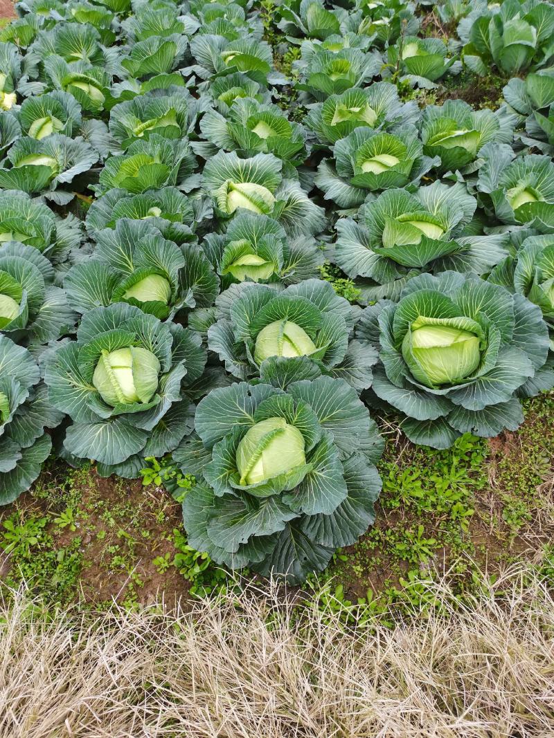 重庆潼南脆包菜，莲花白基地直供，量大从优欢迎咨询。